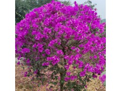 精品造型三角梅球 花卉球形饱满光子叶花盆栽苗木基地 升华花卉