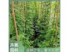 基地紫藤直供 藤本植物种植户16杯 美植袋1-10米长规格全